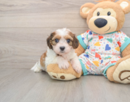 7 week old Cavachon Puppy For Sale - Windy City Pups