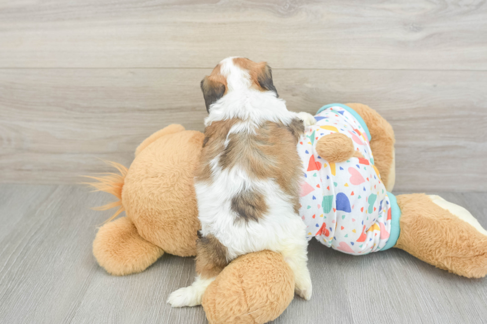 Petite Cavachon Designer Pup