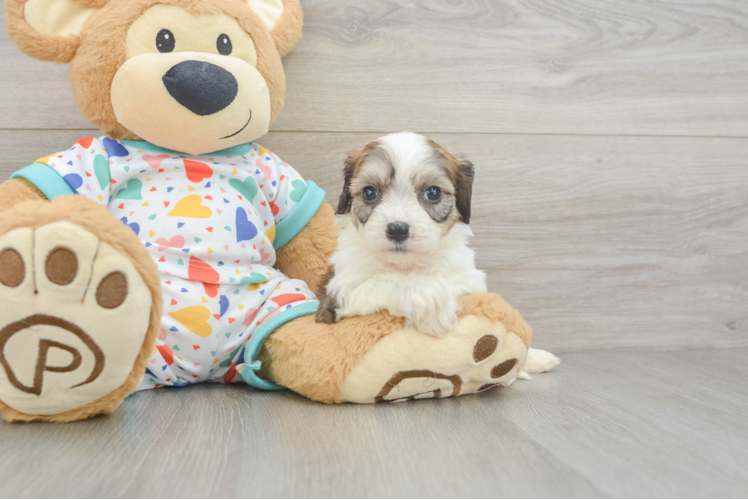 Cavachon Puppy for Adoption