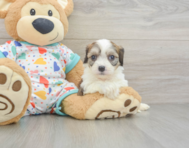 6 week old Cavachon Puppy For Sale - Windy City Pups