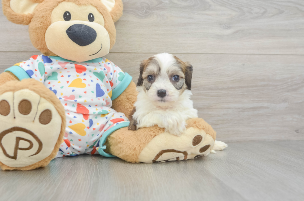 5 week old Cavachon Puppy For Sale - Windy City Pups