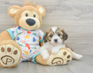 8 week old Cavachon Puppy For Sale - Windy City Pups