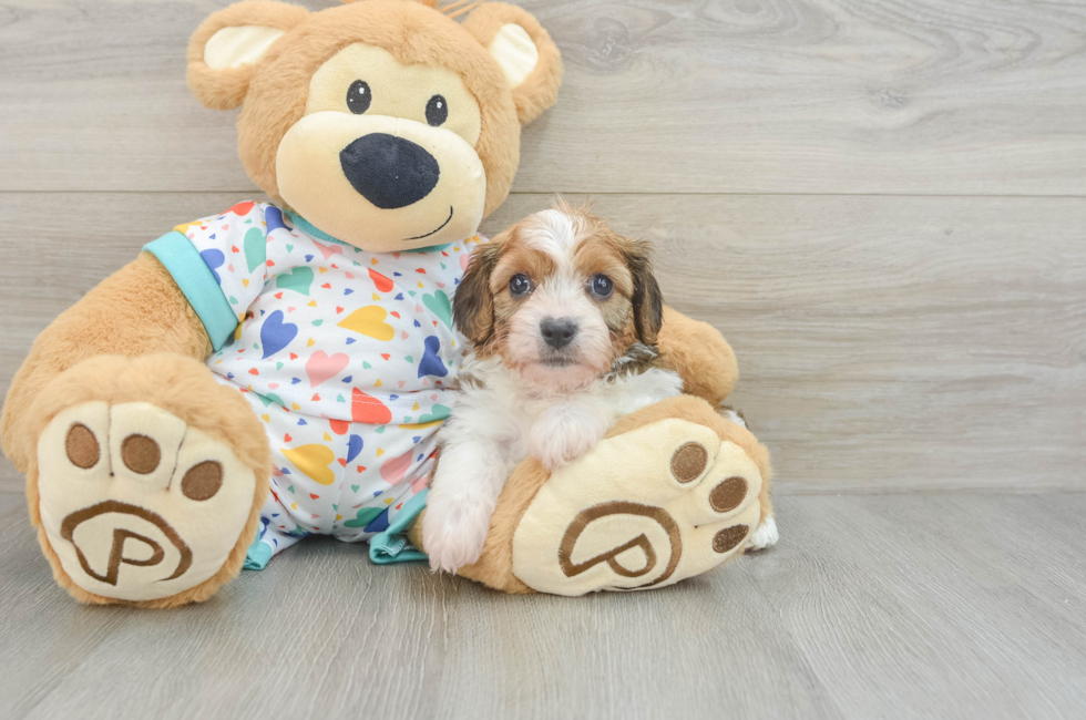 5 week old Cavachon Puppy For Sale - Windy City Pups