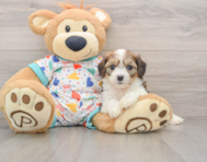 7 week old Cavachon Puppy For Sale - Windy City Pups