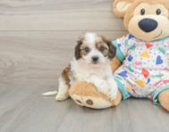 5 week old Cavachon Puppy For Sale - Windy City Pups