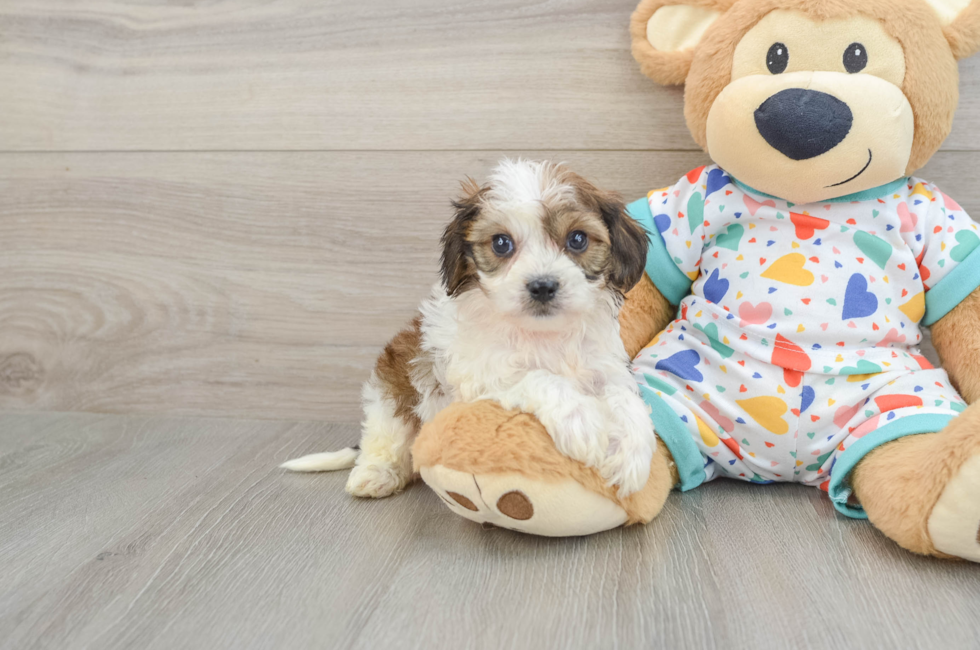 5 week old Cavachon Puppy For Sale - Windy City Pups