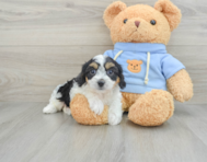 7 week old Cavachon Puppy For Sale - Windy City Pups