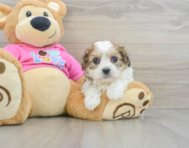 6 week old Cavachon Puppy For Sale - Windy City Pups