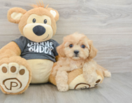 9 week old Cavachon Puppy For Sale - Windy City Pups