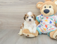 5 week old Cavachon Puppy For Sale - Windy City Pups