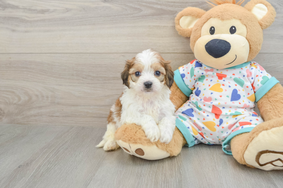 5 week old Cavachon Puppy For Sale - Windy City Pups