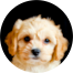 Cavachon Puppy For Sale - Windy City Pups