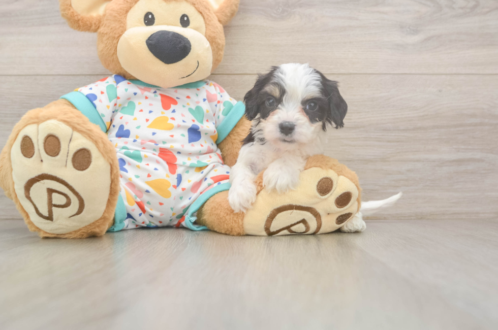 6 week old Cavachon Puppy For Sale - Windy City Pups