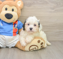 6 week old Cavachon Puppy For Sale - Windy City Pups