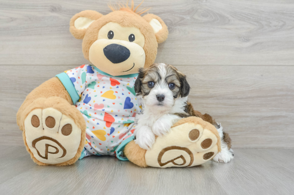 Happy Cavachon Baby