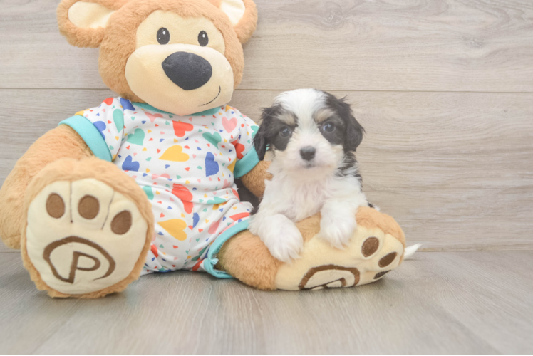 Hypoallergenic Cavalier Bichon Designer Puppy