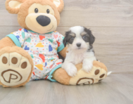 6 week old Cavachon Puppy For Sale - Windy City Pups