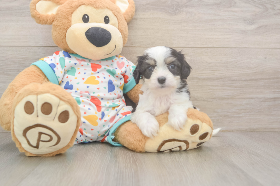6 week old Cavachon Puppy For Sale - Windy City Pups