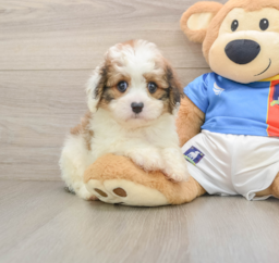 6 week old Cavachon Puppy For Sale - Windy City Pups