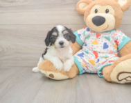 6 week old Cavachon Puppy For Sale - Windy City Pups