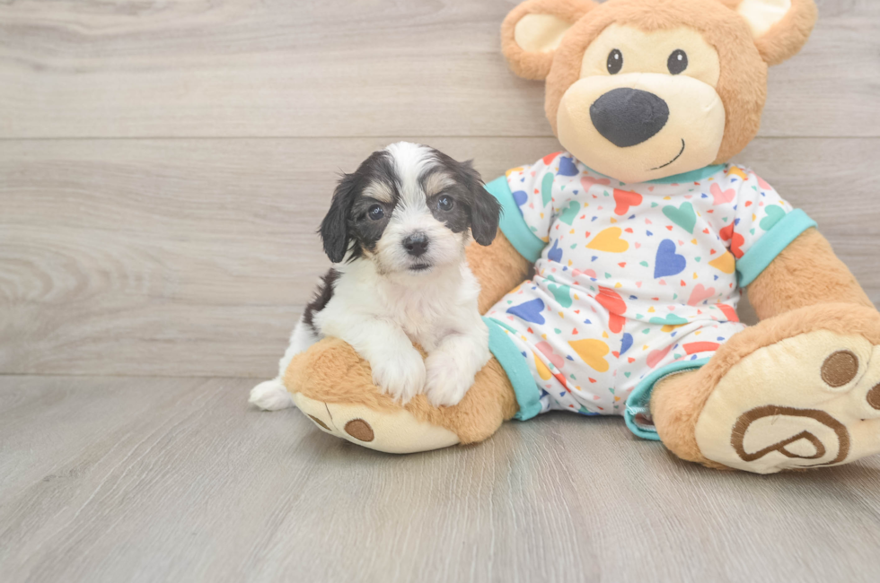 6 week old Cavachon Puppy For Sale - Windy City Pups