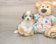 6 week old Cavachon Puppy For Sale - Windy City Pups