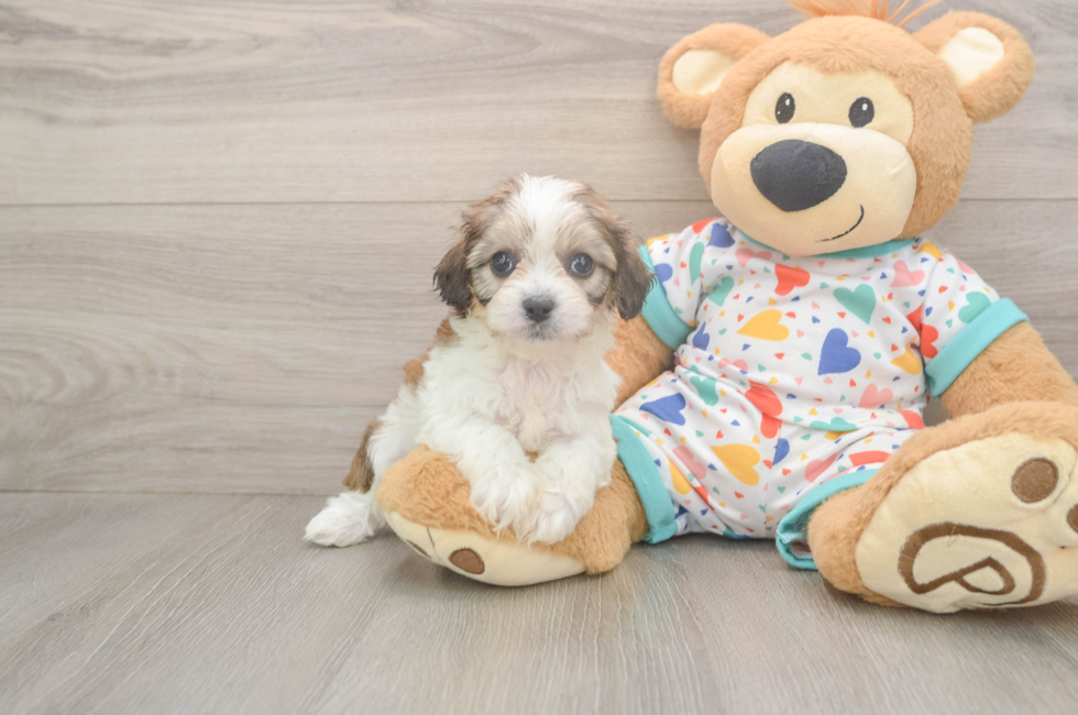 6 week old Cavachon Puppy For Sale - Windy City Pups