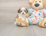 6 week old Cavachon Puppy For Sale - Windy City Pups