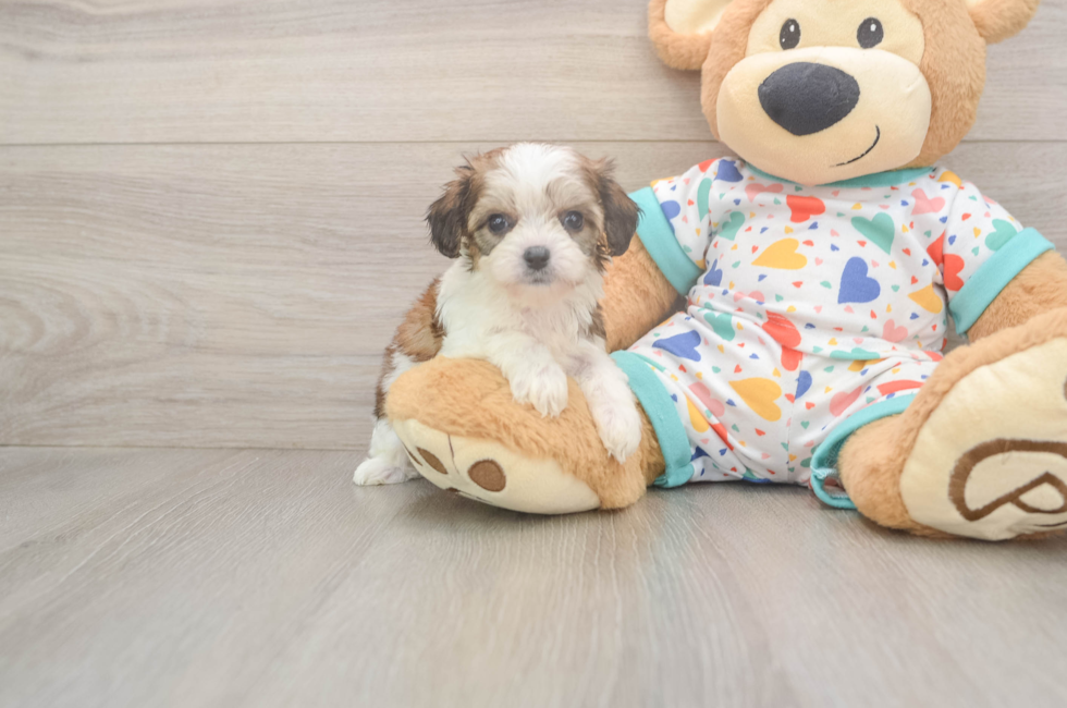 6 week old Cavachon Puppy For Sale - Windy City Pups