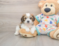 5 week old Cavachon Puppy For Sale - Windy City Pups