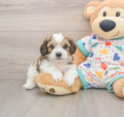 7 week old Cavachon Puppy For Sale - Windy City Pups