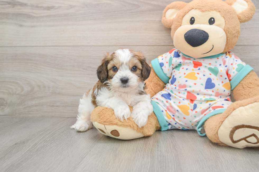 Little Cavalier Bichon Designer Puppy
