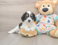 6 week old Cavachon Puppy For Sale - Windy City Pups