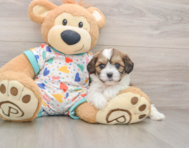 5 week old Cavachon Puppy For Sale - Windy City Pups