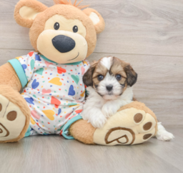 8 week old Cavachon Puppy For Sale - Windy City Pups