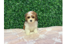 Cute Cavachon Baby