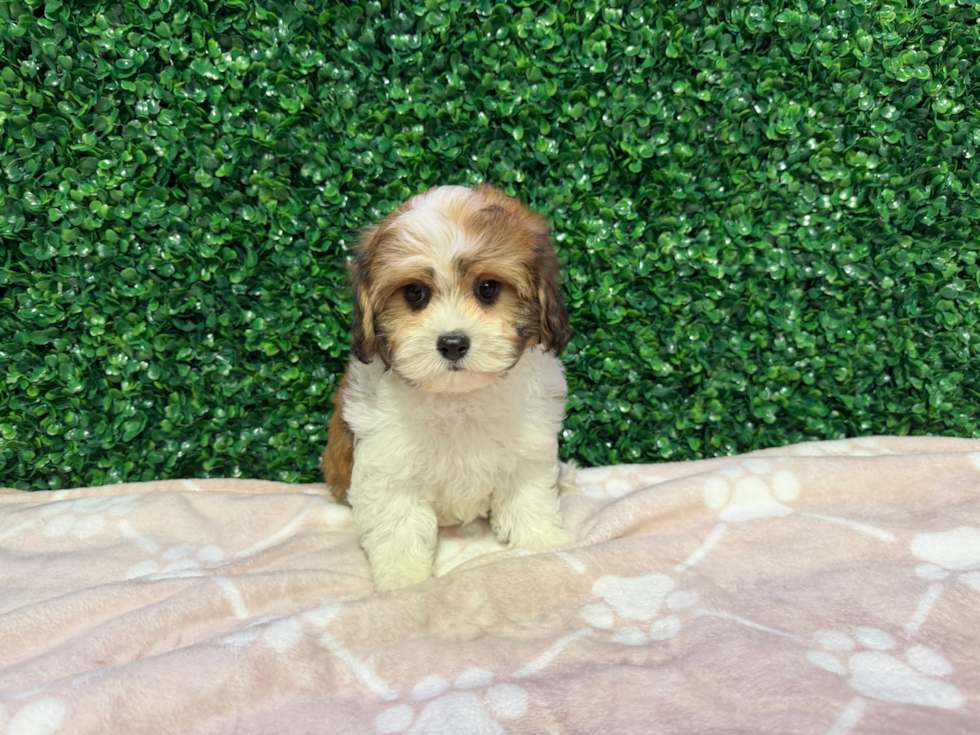 Cute Cavachon Baby