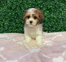 9 week old Cavachon Puppy For Sale - Windy City Pups