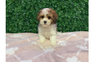 Cavachon Puppy for Adoption