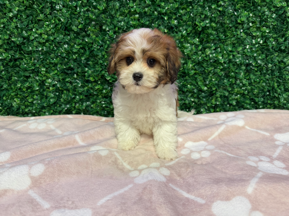 Cavachon Puppy for Adoption