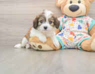 6 week old Cavachon Puppy For Sale - Windy City Pups