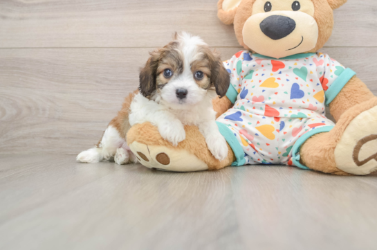 KARL, a Cavachon littermate