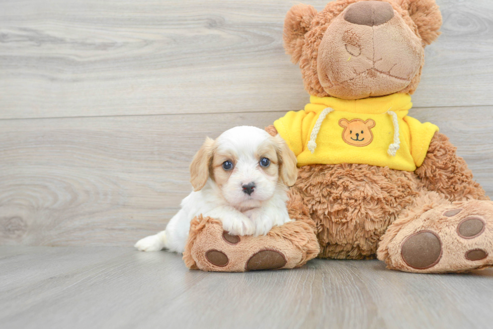 Happy Cavachon Baby