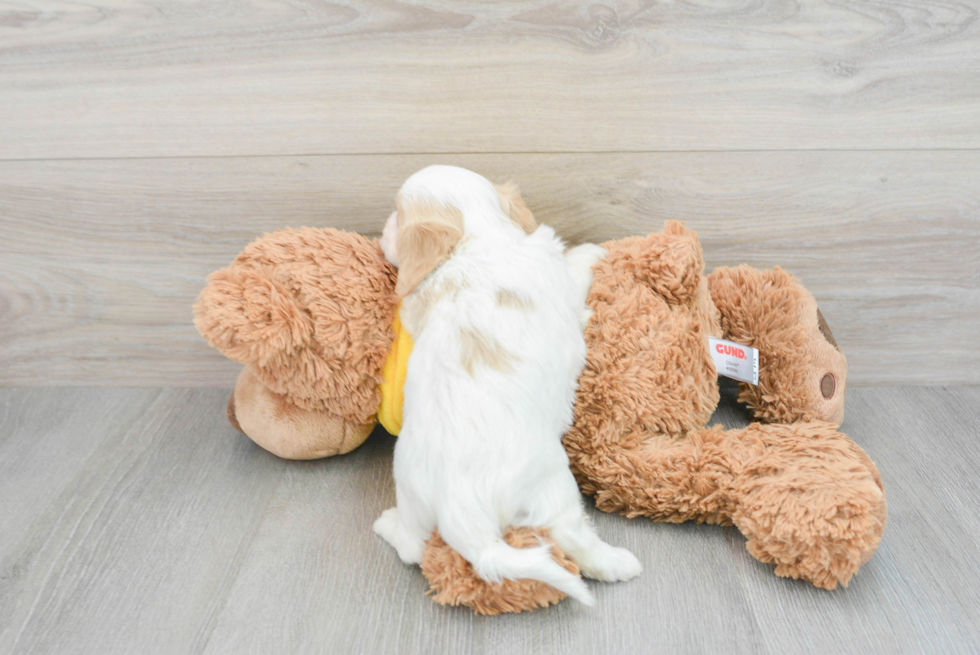 Hypoallergenic Cavalier Designer Puppy