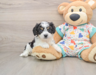 6 week old Cavachon Puppy For Sale - Windy City Pups