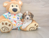 6 week old Cavachon Puppy For Sale - Windy City Pups