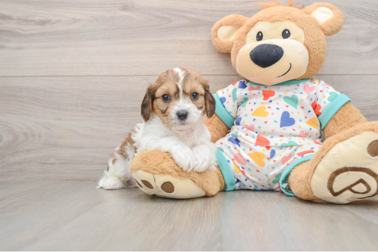 Petite Cavachon Designer Pup