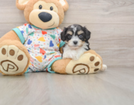 5 week old Cavachon Puppy For Sale - Windy City Pups
