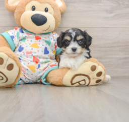 7 week old Cavachon Puppy For Sale - Windy City Pups