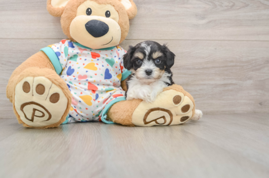 Playful Cavalier Bichon Designer Puppy